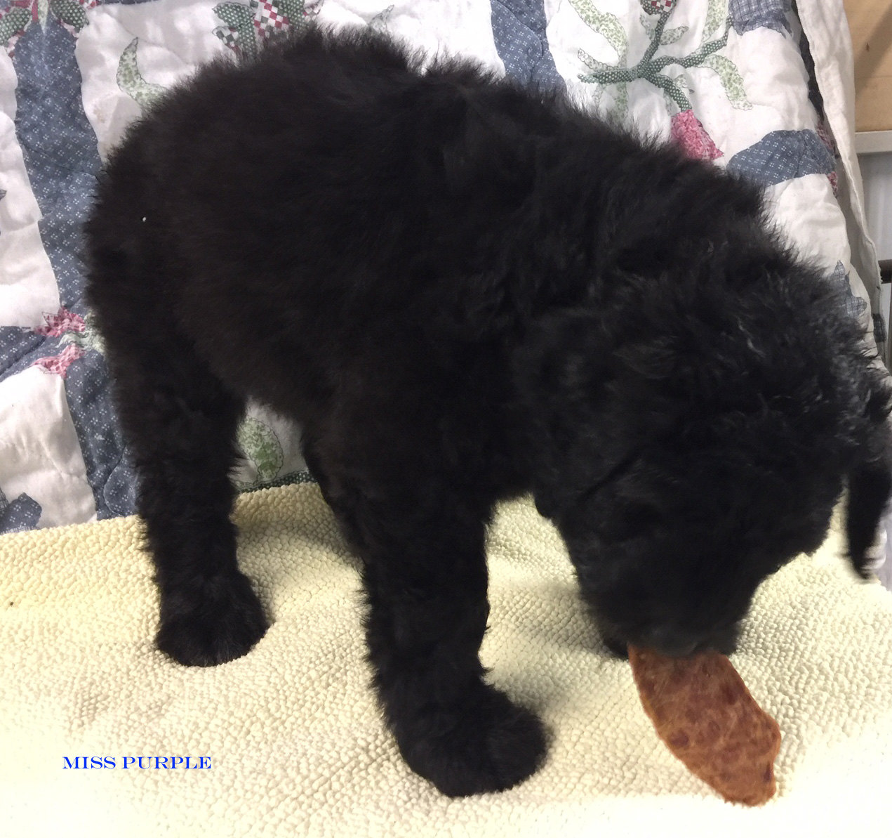 American Mastidoodle Puppies For Sale